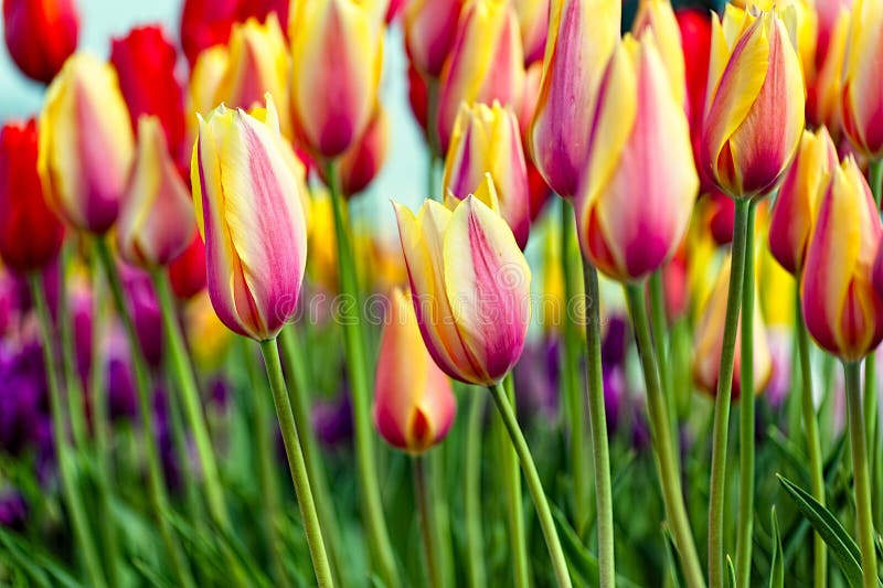 Close up of varigated yellow and red tulips