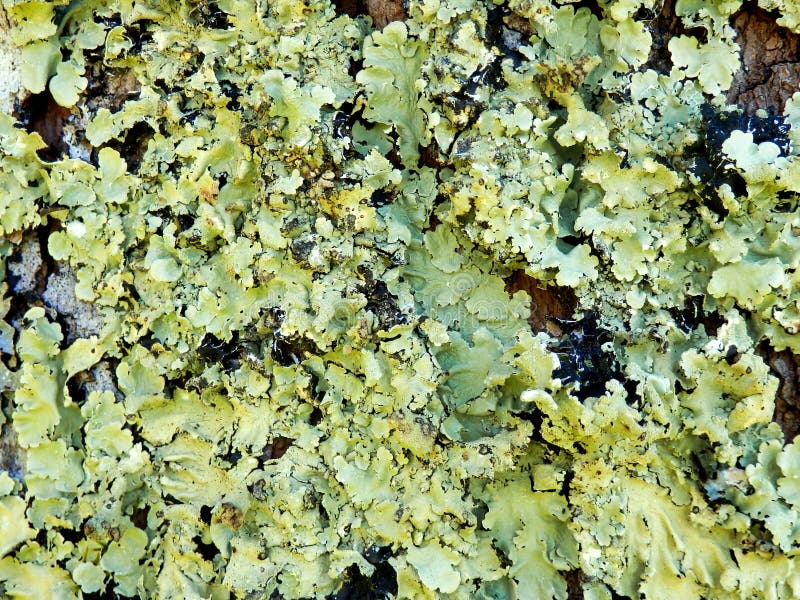 Lichen on a tree trunk royalty free stock photography
