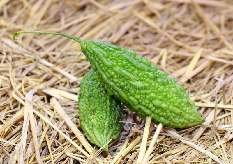 Closeup of Vegetable Bitter Melon. Stock Image Image of nutrition
