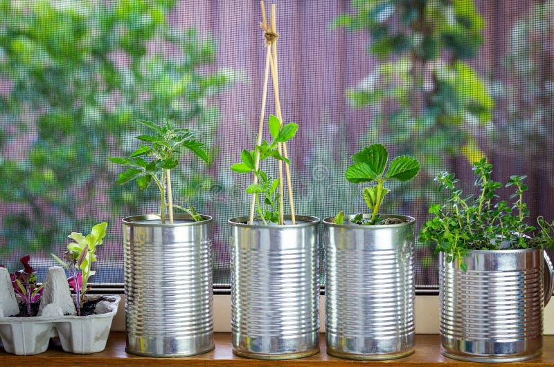 Seedlings growing in reused egg box, tin cans and toilet roll