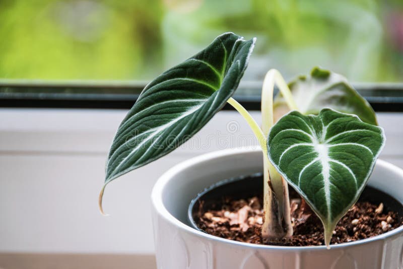 Young alocasia reginula plantlet in a white pot on a window sill. Close-up on velvety leaves of alocasia reginula `Black Velvet` plantlet in a white pot on a royalty free stock photo