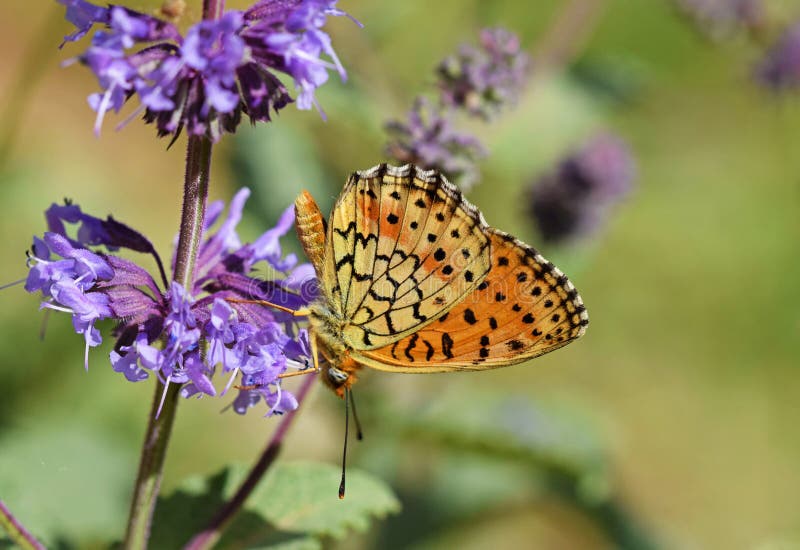 The Mofidi`s fritillary butterfly , Brenthis mofidii , butterflies of Iran
