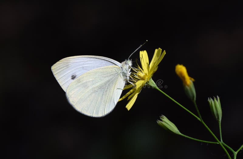 The cabbage white butterfly or Pieris rapae