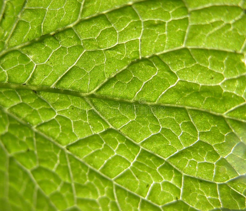 Close up verde da folha fotos de stock Close up verde da folha fotos de stock