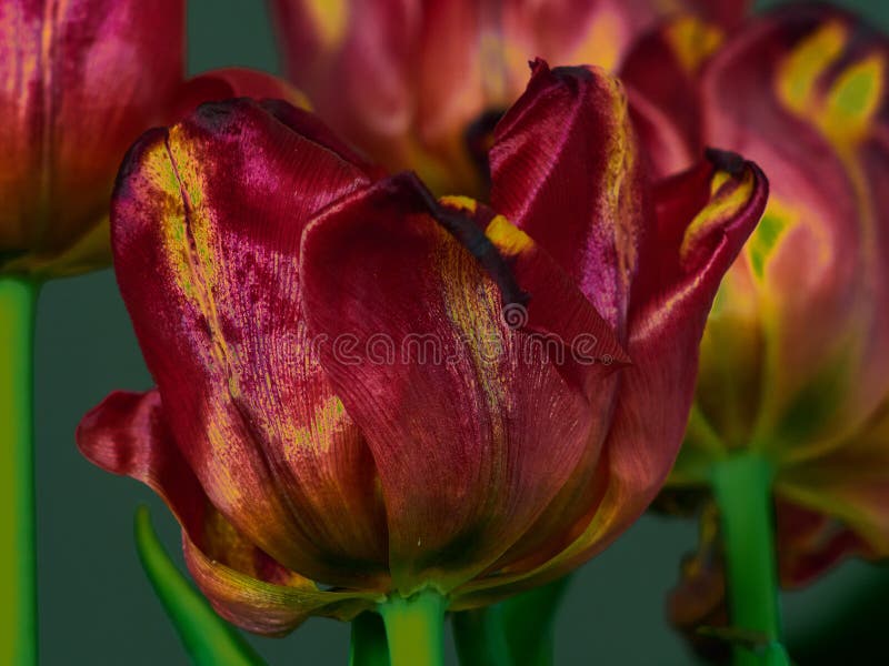 close-up Vermelho-amarelo das tulipas em um fundo escuro fotografia de stock close-up Vermelho-amarelo das tulipas em um fundo escuro fotografia de stock