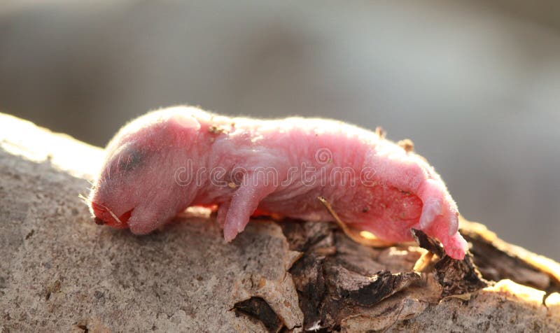 A Close Up of the Very Little Baby of Mouse. Stock Photo - Image of brood,  creature: 87962524