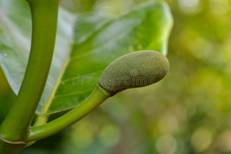 Young Jackfruit Infested By Fung, Plant Disease Stock Image Image of