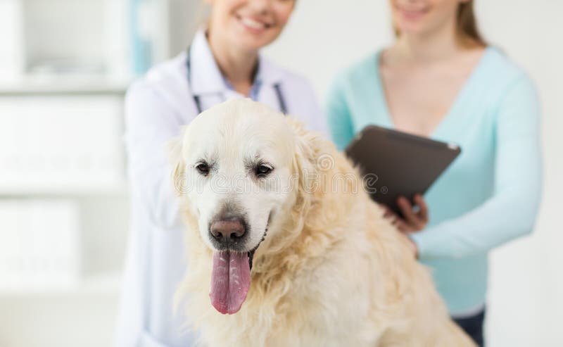 Close up of vet with tablet pc and dog at clinic stock photos Close up of vet with tablet pc and dog at clinic stock photos