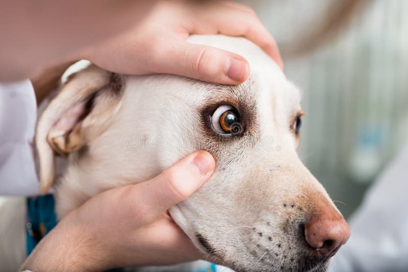Close-up of a veterinarian checking dog`s eye