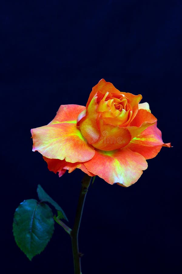 Khám phá vẻ đẹp tuyệt vời của hoa hồng Đại Tây Dương cam. Với màu sắc nồng nàn và hoa mơn trớn, chắc chắn sẽ khiến bạn bị cuốn hút vào bức tranh tuyệt đẹp này. Tự hỏi nếu có một nơi nào đó tình yêu và sự lãng mạn tồn tại thật, rực rỡ như những bông hoa này.