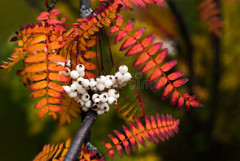 Close up of vibrant colorful autumn leaves from Koehne mountain ash, White Fruited Chinese,Rowan Sorbus koehneana stock photos