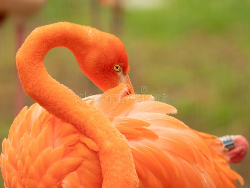 Close-up of vibrant orange flamingo preening its feathers stock photos
