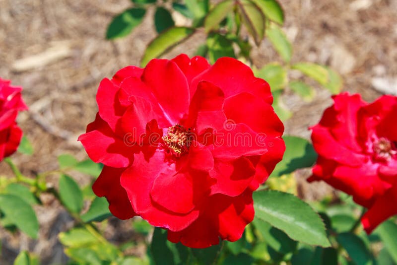 Opening Night Rose stock image. Image of green, background 167008913
