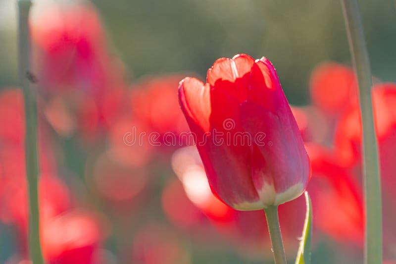 Close-up of a vibrant red tulip with multiple layers, standing out against red flowers and green foliage in the background Soft royalty free stock photo
