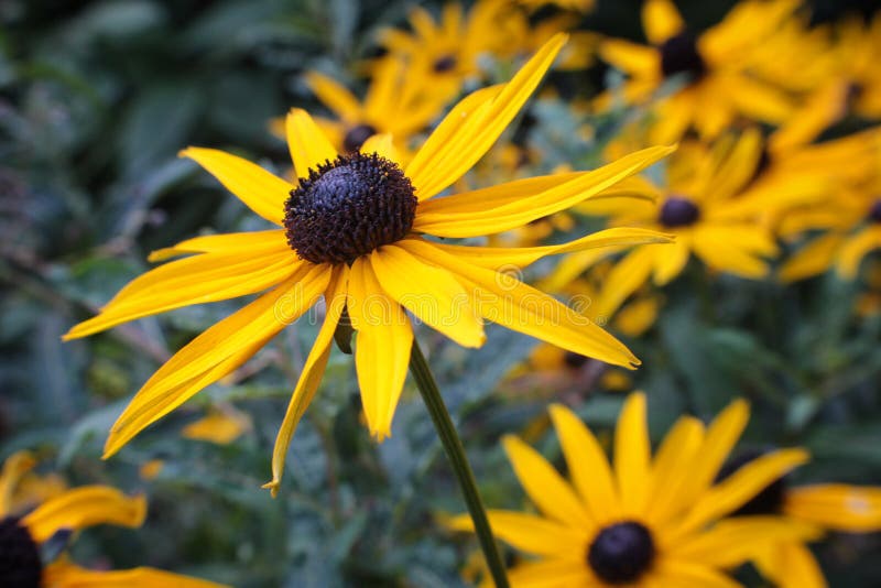 A close up of vibrant yellow black eyed susan royalty free stock photos A close up of vibrant yellow black eyed susan royalty free stock photos