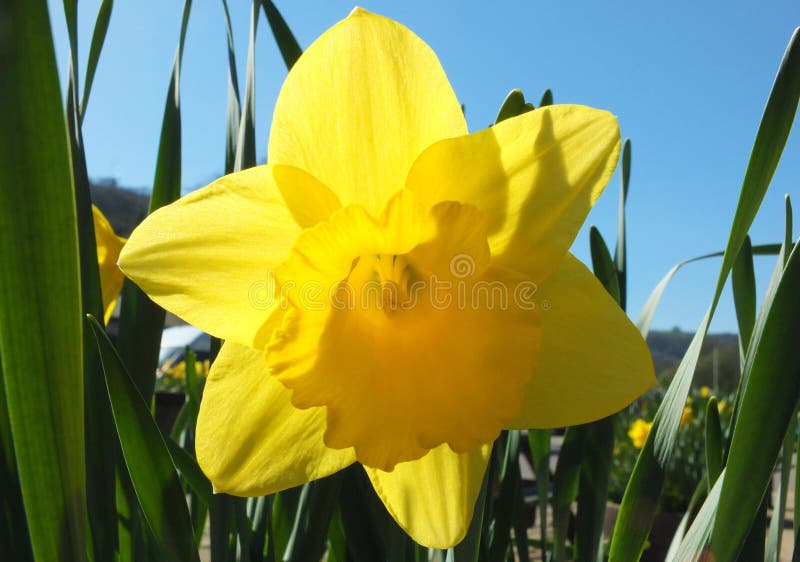 Close up of a vibrant yellow spring daffodil against a bright blue sunlit sky royalty free stock photos Close up of a vibrant yellow spring daffodil against a bright blue sunlit sky royalty free stock photos