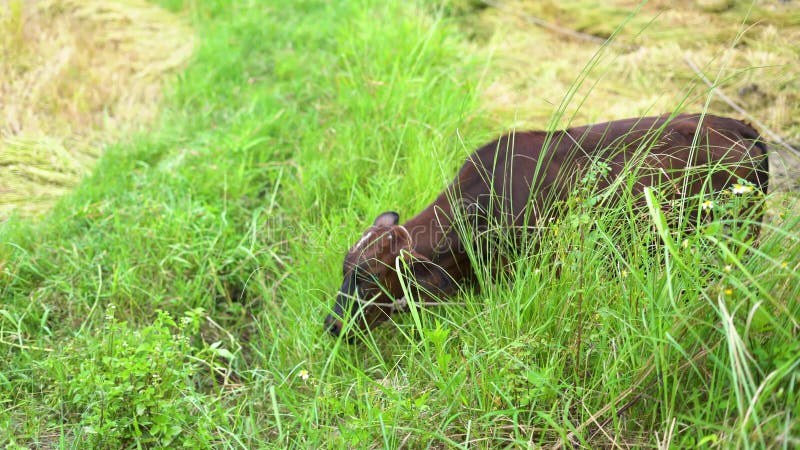 Young calf contentedly eating grass