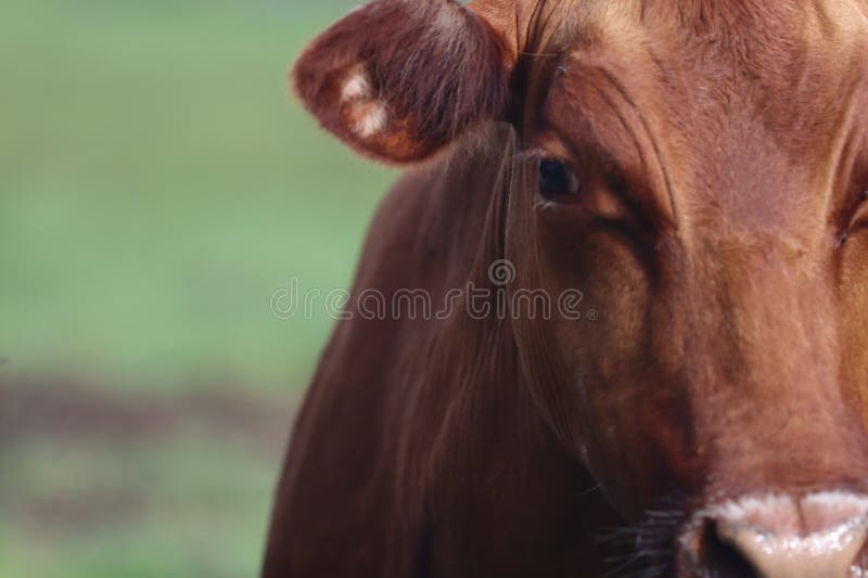 Close up view of the adorable face of a Red Poll Gelbvieh Milking Cow. Close up view of the adorable face of a Red Poll Gelbvieh Milking Cow.