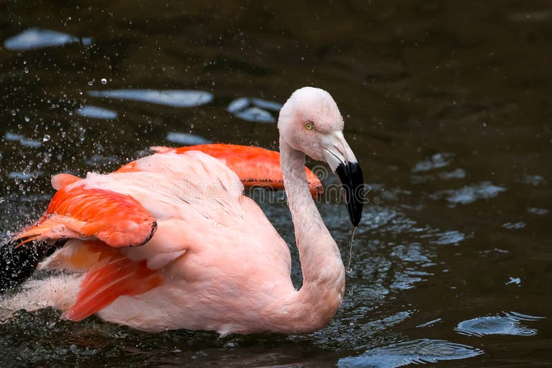 Close up view of American flamingo bird in the pond stock photography