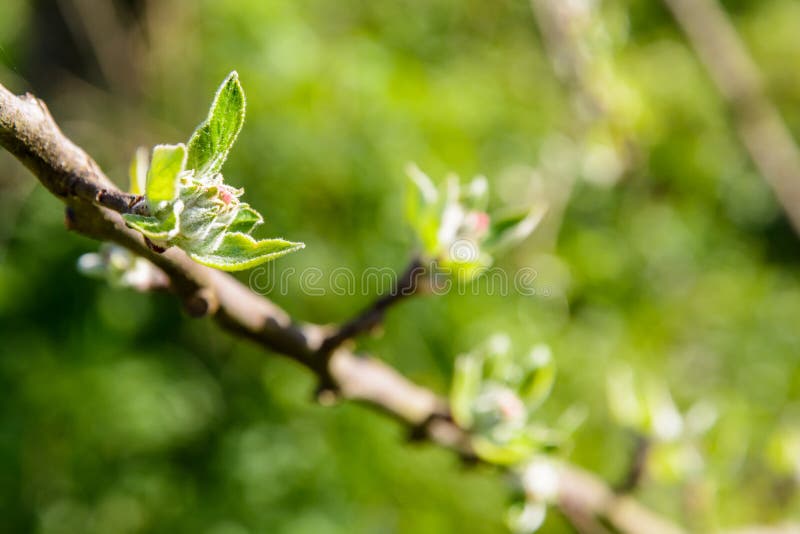 Close-up view of apple tree buds about to hatch at springtime, with a shalow depth of field against a blurry green background by a sunny day
