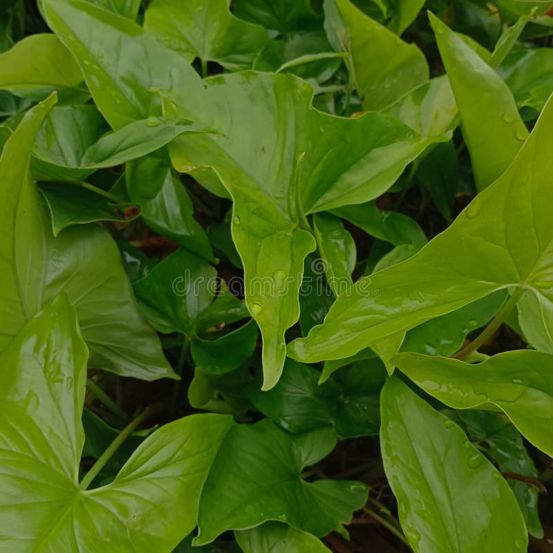 Close Up View of Arrowhead Plant (Syngonium Podophyllum) with Water ...