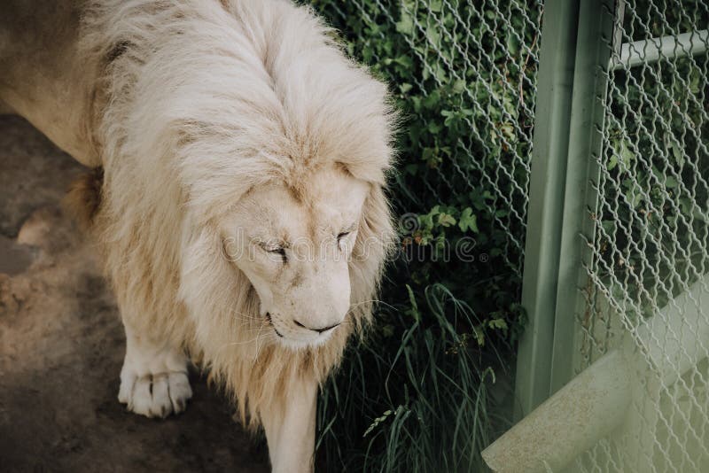 close up view of beautiful african white lion