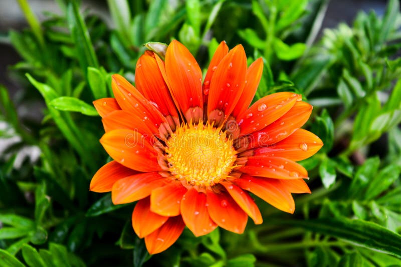 Beautiful Gazania Flower with water dots on its petals royalty free stock photos Beautiful Gazania Flower with water dots on its petals royalty free stock photos