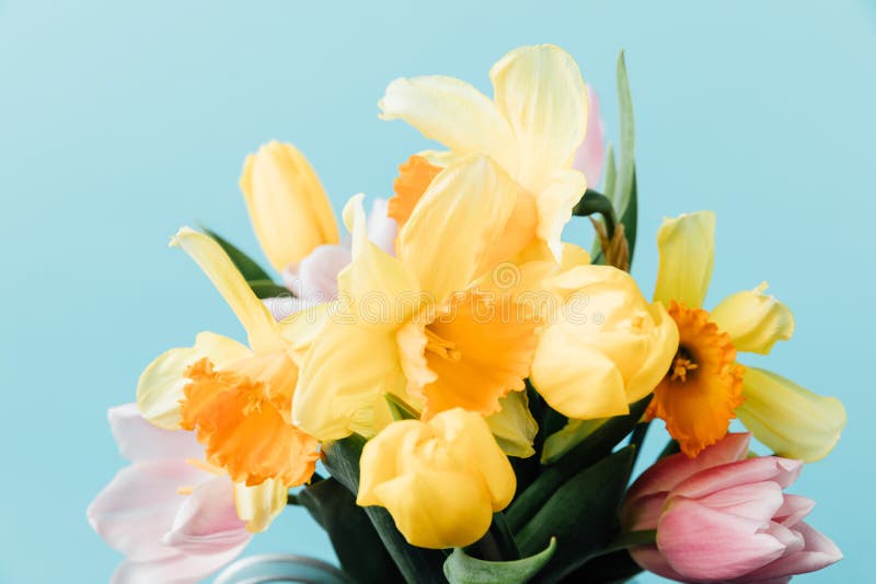 Close Up View Of Beautiful Tulips And Daffodils Isolated On Blue Stock ...