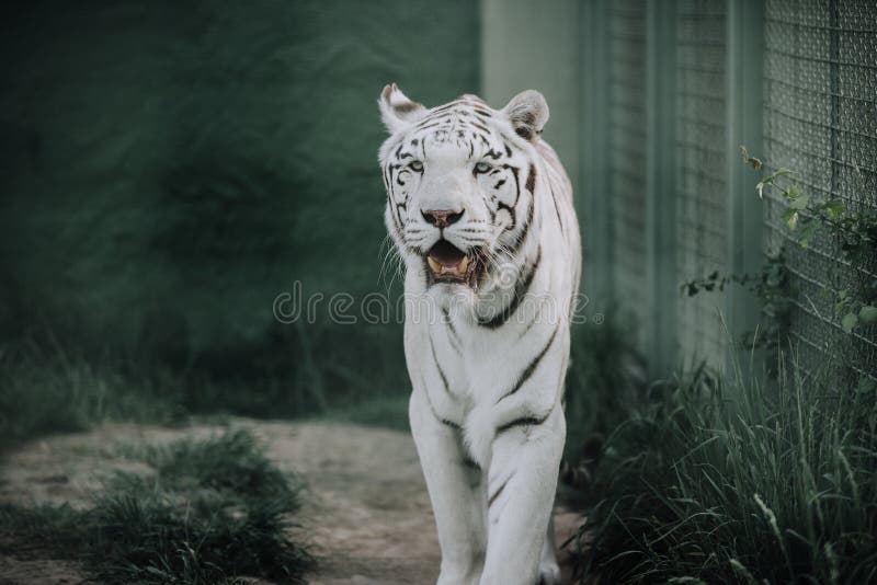 close up view of beautiful white bengal tiger royalty free stock photography close up view of beautiful white bengal tiger royalty free stock photography