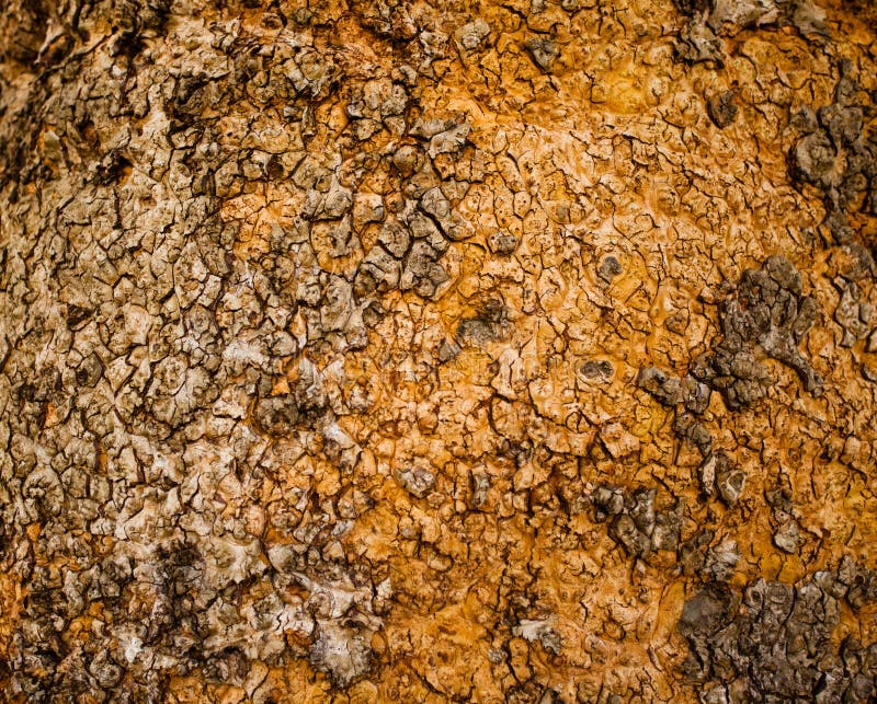 Close up view of beech bark texture royalty free stock photo