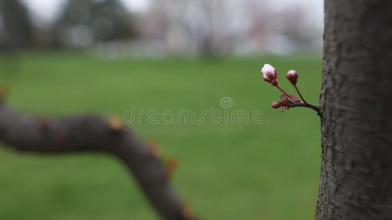 Close-up view of blooming flower tree.