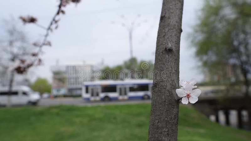 Close-up view of blooming flower tree.