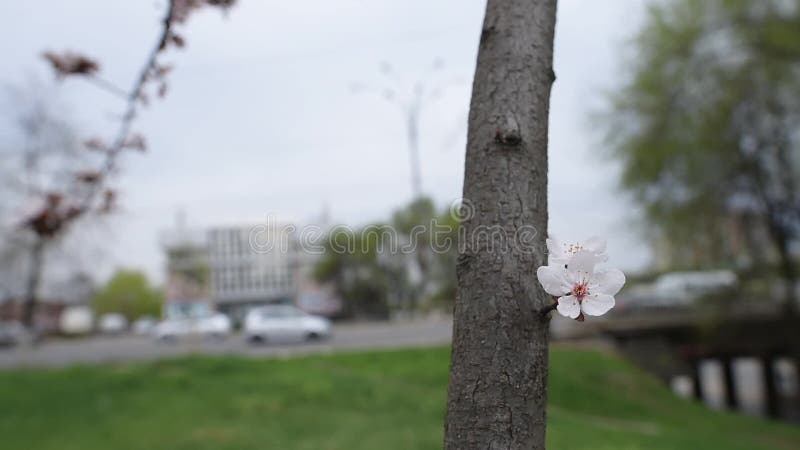 Close-up view of blooming flower tree.