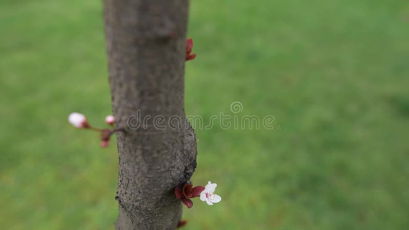 Close-up view of blooming flower tree.