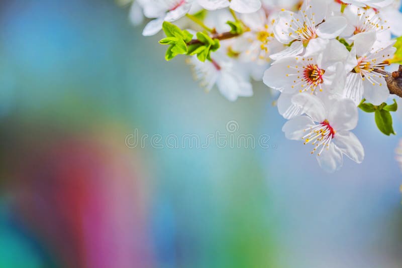 Close up view on branch of blossoming cherry tree