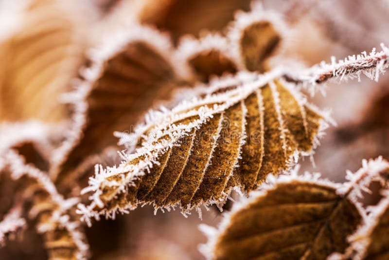 Close-up view of brown autumn leaves covered with frost crystals forming delicate patterns in cold winter nature royalty free stock photo