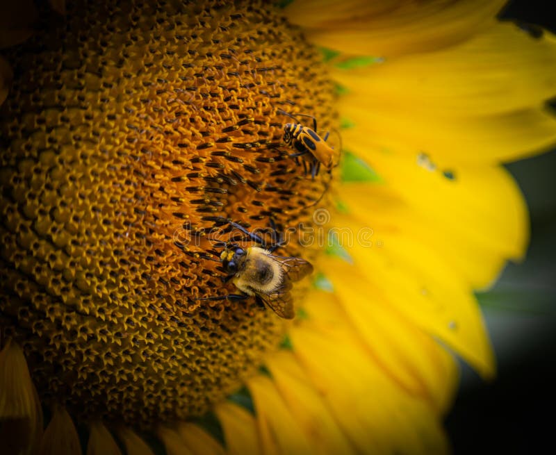 Close up view of many bumblebee and soldier beetle on the disc florets of sunflower royalty free stock photos Close up view of many bumblebee and soldier beetle on the disc florets of sunflower royalty free stock photos