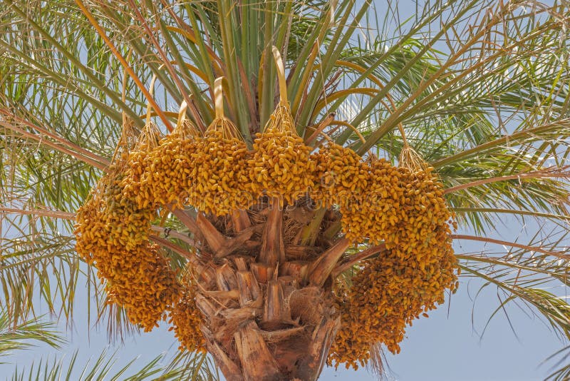 Bunches of Arabian Dates on a Palm Tree