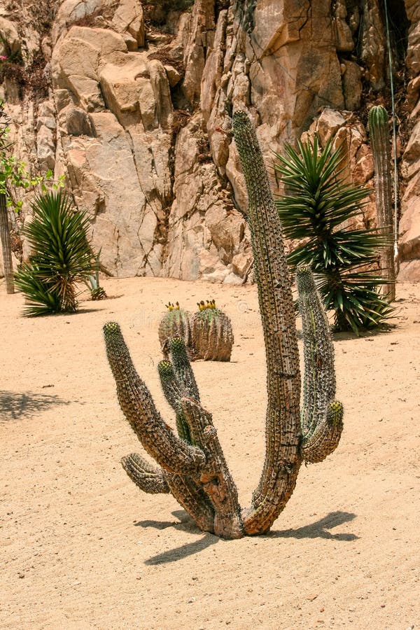 Close up view on the cactus prickles.