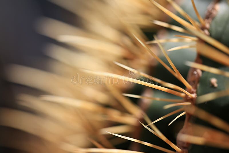 Close up view of Cactus thorns with shallows depth of field. selective focus stock photos