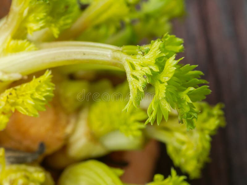 Carrot Sprouts in the Garden Closeup. Farming Concept, Cultivation of