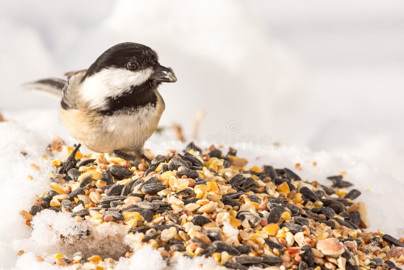 Closeup View of a Chickadee Eating Seeds Stock Photo Image of crop