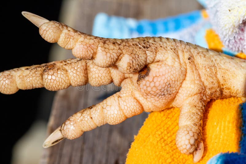 Closeup View of a Chicken`s Foot Infected Stock Image Image of hole
