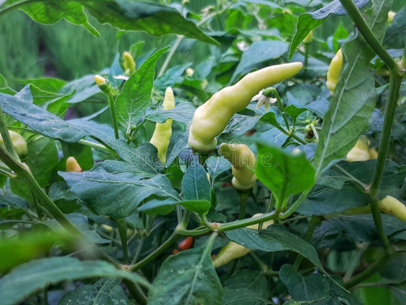 Close up view of a chili plant with its green leaves stock photography