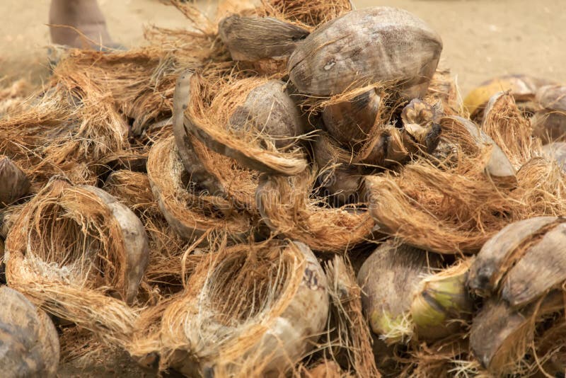 Coconut Husk / Coir is the Fibrous Husk and Pithy Dust that Makes Up ...