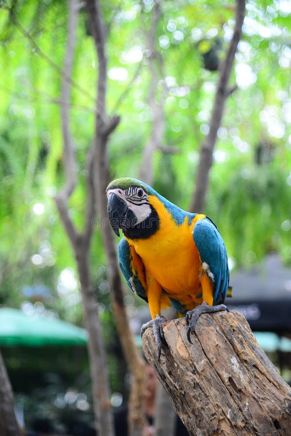 Close up view of Colorful Amazon Macaw Bird royalty free stock photo Close up view of Colorful Amazon Macaw Bird royalty free stock photo