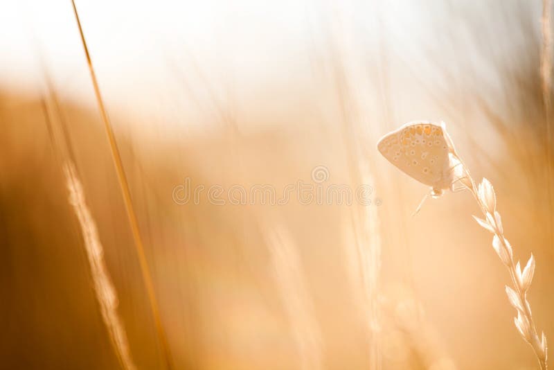 Close up view of colorful butterfly hanging on grass seed at sunset. Close up view of colorful butterfly hanging on grass seed at sunset.