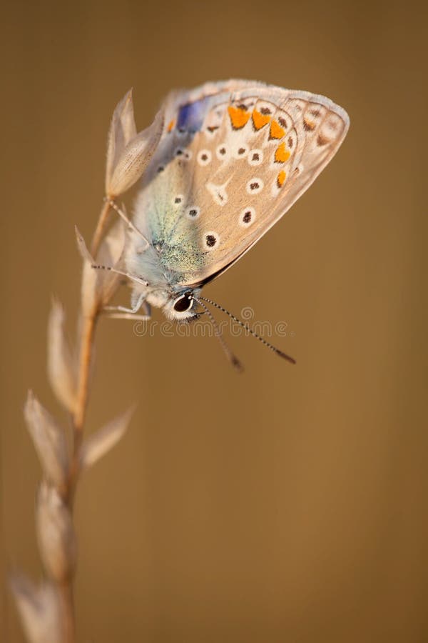 Close up view of colorful butterfly hanging on grass seed at sunset. Close up view of colorful butterfly hanging on grass seed at sunset.