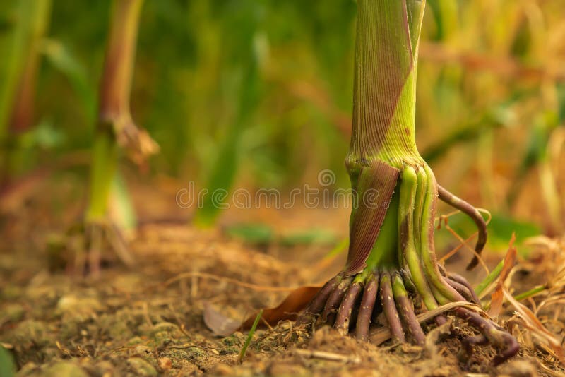 Close up view of the cornfield the intricate of corn roots anchors firmly into the fertile soil