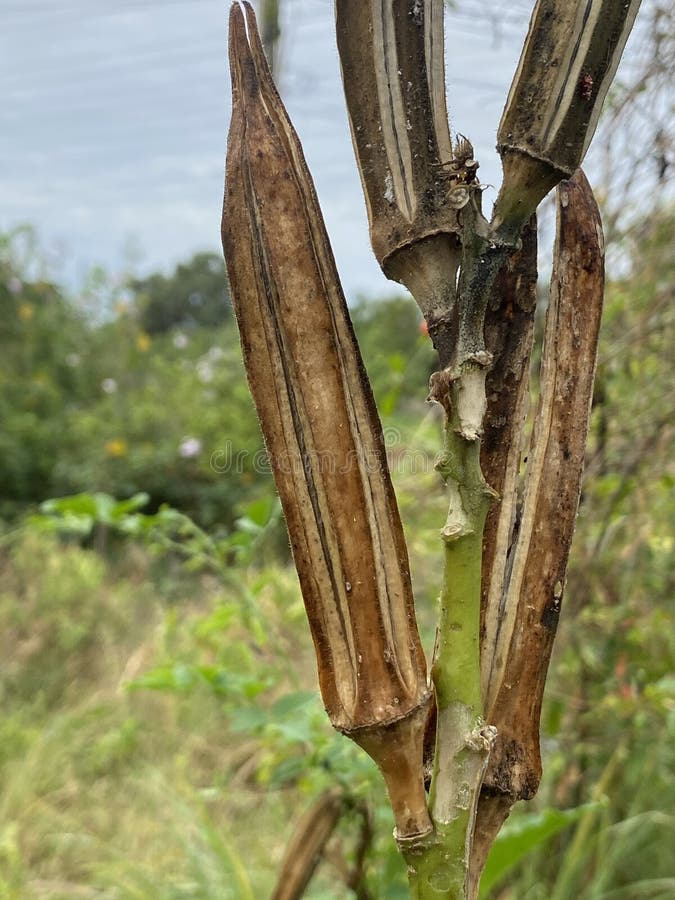Close up view of dry okra in the forest royalty free stock photos